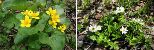 Caltha palustris Multiplex plena. Виды, подвиды и сорта калужницы