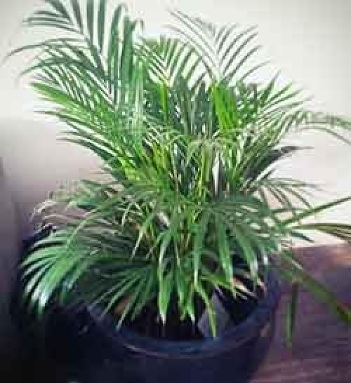 Ховея и хамедорея. Комнатные пальмы