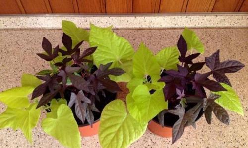 Ипомея батат на балконе. Правильная посадка и уход за ипомеей батат