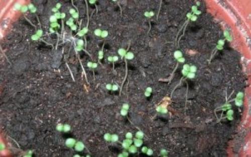 Чабер садовый аргонавт. Чабер садовый: правила посадки