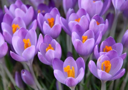 Когда цветут крокусы. Весенние крокусы — описание и виды