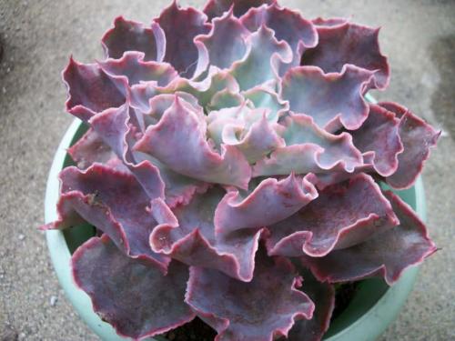 Эхеверия миранда. Виды эхеверий для комнатного цветоводства