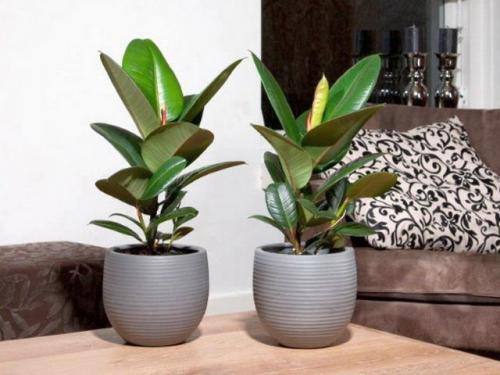 Фикус каучуконосный: сорта, уход, размножение