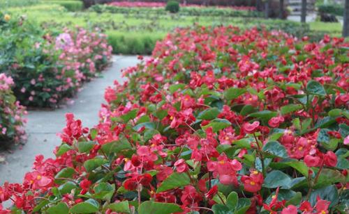 Бегония Вечноцветущая однолетняя или многолетняя. Бегония многолетняя или однолетняя