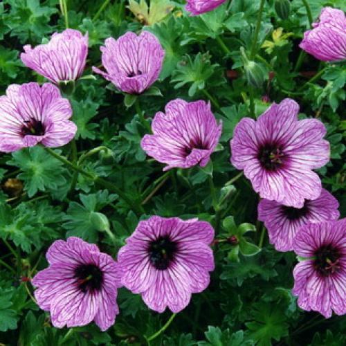 Герань садовая красно-бурая. Садовая герань в ландшафтном дизайне участка (с фото)