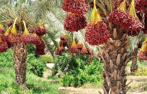 Финик пальчатый. Финиковая пальма