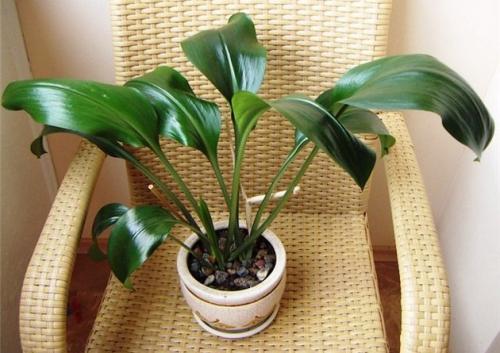 Как правильно вырастить эухарис. Эухарис: выращивание и уход в домашних условиях