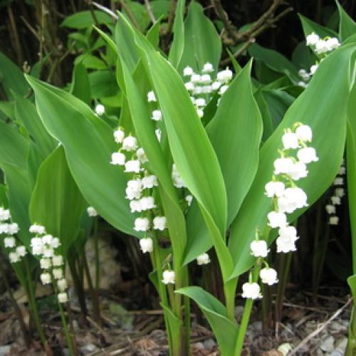 Тип листа ландыша. Ботаническое описание ландыша майского