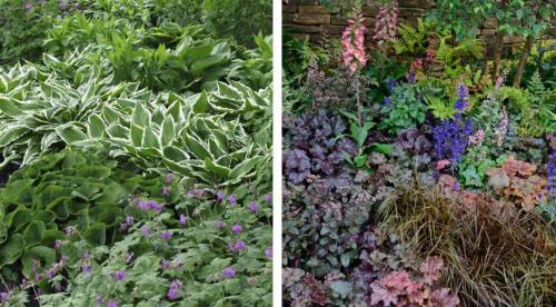 Многолетники с красивыми листьями