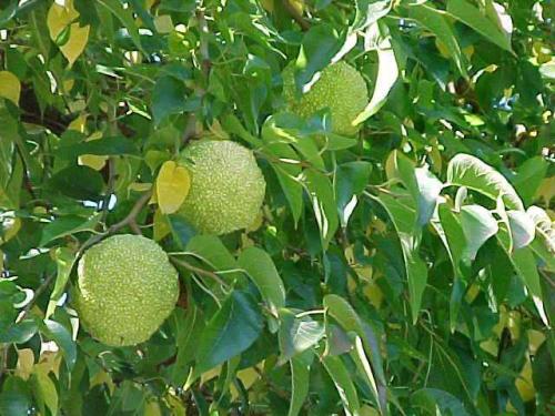 Маклюра в косметологии. Настойка