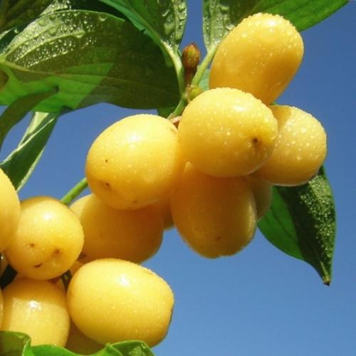 Кизил выращивание. Правила посадки и ухода за кизилом в открытом грунте