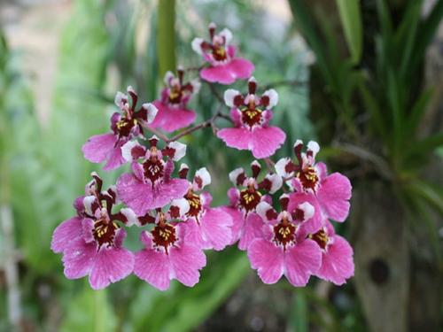 Орхидея Онцидиум Свит Шугар. Ботаническое описание