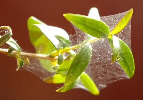 Мирт сохнет и сбрасывает листья, как его реанимировать. Почему у мирта опадают листья?