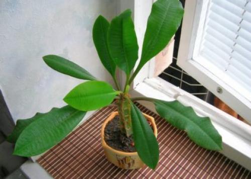 Молочай беложилковый обрезка. Особенности выращивания молочая беложильчатого (беложилкового)