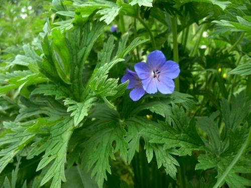 Герань в природе. Лесные и полевые растения в саду: герани