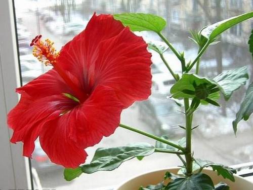 Гибискус кислый краснолистный