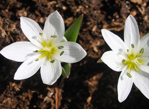 Безвременник весенний. Безвременик: виды, цветущие весной