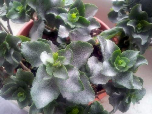 На каланхоэ листья покрываются коричневыми пятнами. Основные болезни каланхоэ, лечение в домашних условиях