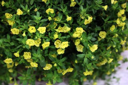 Калибрахоа размножение черенками. Калибрахоа: выращивание и размножение