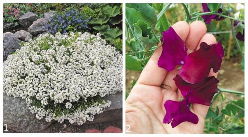 Садовые цветы новинки. Обзор новинок цветов на 2019 год