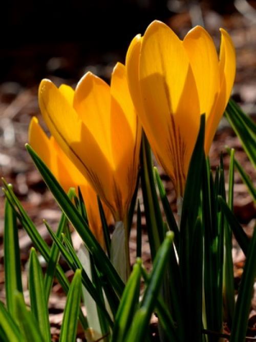 Сорта крокусов. Как выглядят крокусы и фото цветов