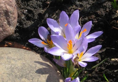 Крокус ботанический Зибера Триколор. Ранние сорта крокусов