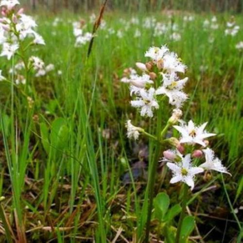 Вахта трехлистная выращивание. Ботаническая характеристика растения вахта трехлистная