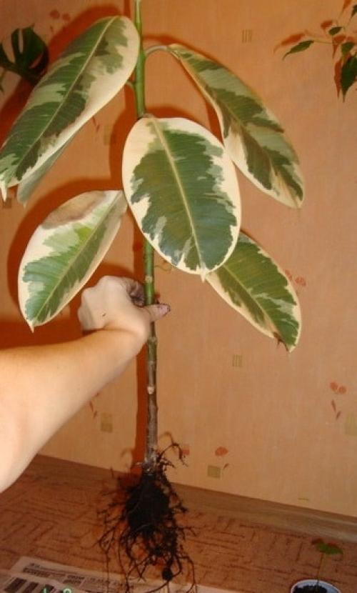 Фикус каучуконосный сбрасывает листья, что делать форум. Почему опадают листья у фикуса каучуконосного?