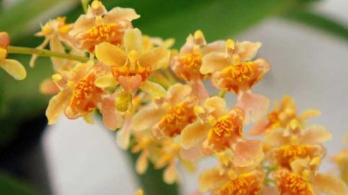 Онцидиум виды. Онцидиумы – какие они