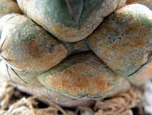 На, кактусе белый пух. Клещи на кактусах