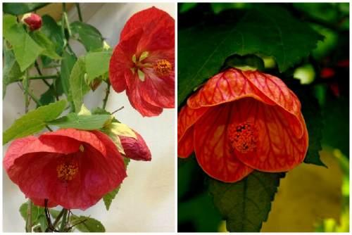 Абутилон: виды растения, правила выращивания и ухода