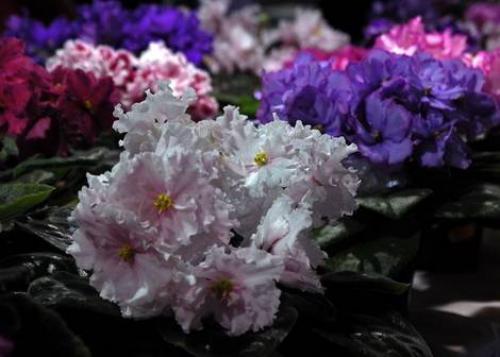 Почему у фиалки цветы под листьями. 