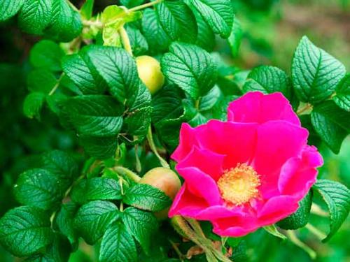 Шиповник описание, свойства, применение