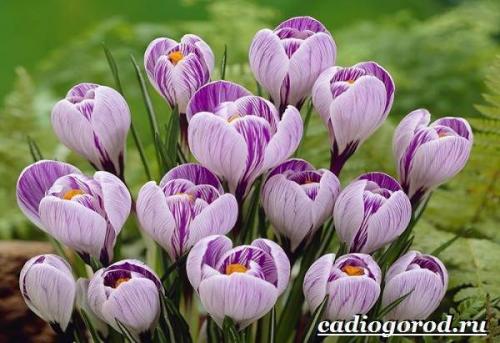 Крокус триколор уход. Крокус цветок. Выращивание крокуса. Уход за крокусом