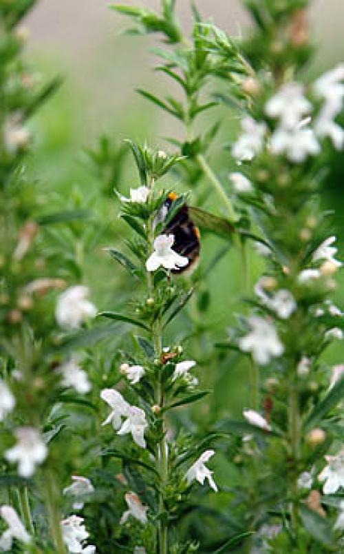 Чабер перечный аромат.
