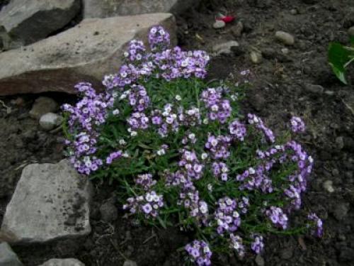 Лобулярия морская. Сорта и виды