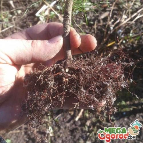 Когда можно пересаживать сосенки. Советы специалистов: как правильно пересадить сосну