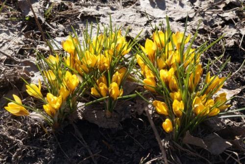 Крокус ботанический Зибера Триколор. Ранние сорта крокусов