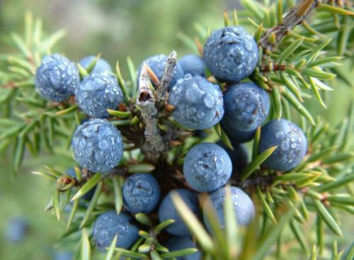 Можжевельник шаровидный. Можжевельник (Juniperus) семейство кипарисовых