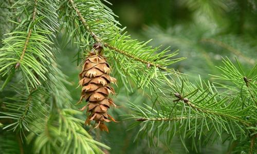 Саженец кедра. 1 Особенности выращивания