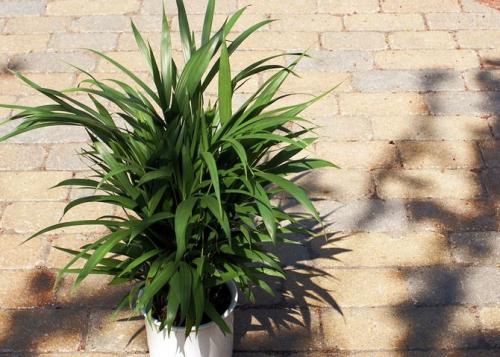 Хризалидокарпус