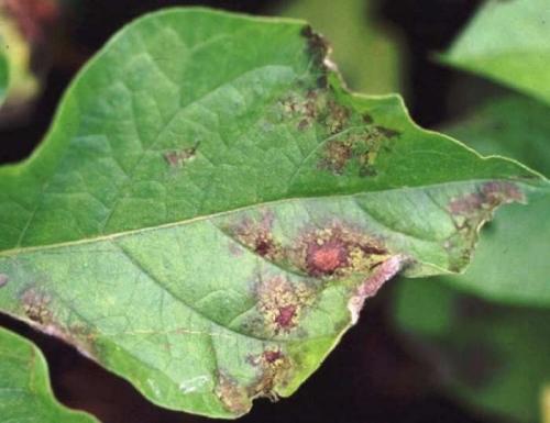 Коричневые пятна на листьях каланхоэ, что делать. Фитофтороз