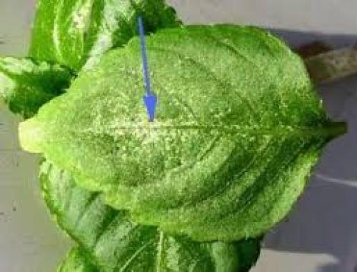 Бактериоз сирени. Болезни и вредители сирени