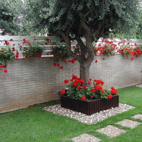 Герань садовая красно-бурая. Садовая герань в ландшафтном дизайне участка (с фото)