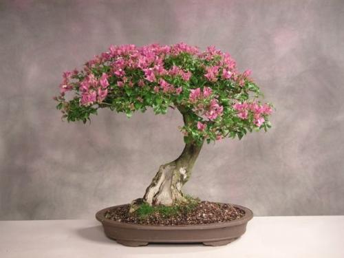 Почему осенью мирт сбрасывает листья. Что делать, если мирт вянет и сбрасывает листья