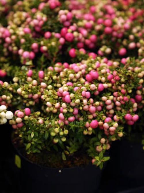 Пернеттия комнатная. Гаультерия, или пернеттия остроконечная