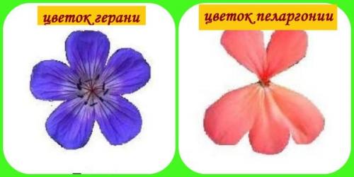 Синяя пеларгония. Отличие садовой герани от комнатной (пеларгонии)