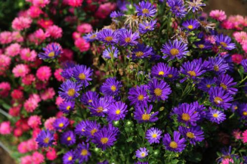 Однолетние цветы подзимний посев. Подзимние посевы цветов