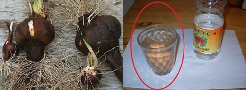 Лечебные свойства безвременника осеннего — когда яд становится лекарством для больных раком