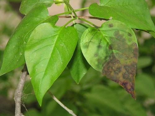 Почему чернеют и сохнут листья у сирени. Болезни сирени с фото и борьба с ними